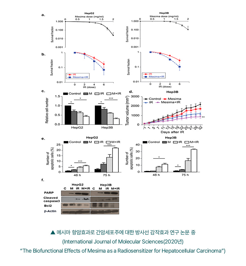 ▲ 메시마 항암효과로 간암세포주에 대한 방사선 감작효과 연구 논문 중 (International Journal of Molecular Sciences(2020년) “The Biofunctional Effects of Mesima as a Radiosensitizer for Hepatocellular Carcinoma”)