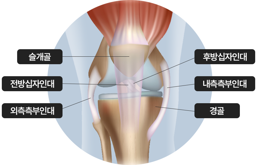 슬개골 / 전방십자인대 / 외측측부인대 / 후방십자인대 / 내측측부인대 / 경골